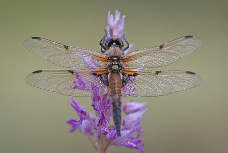 selective focus photography of brown dragonfly perched on purple petaled flower thumbnail