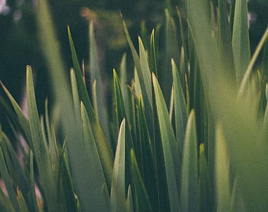 close-up photo of green leafed plants thumbnail