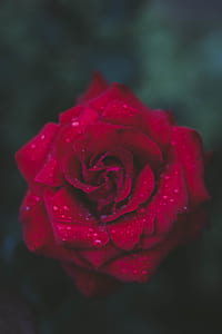 Selective Focus Photography of Red Rose thumbnail