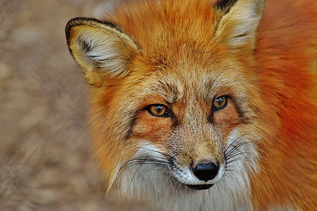 closeup photography of orange fox thumbnail