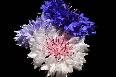 close-up photo of purple and white petaled flowers thumbnail