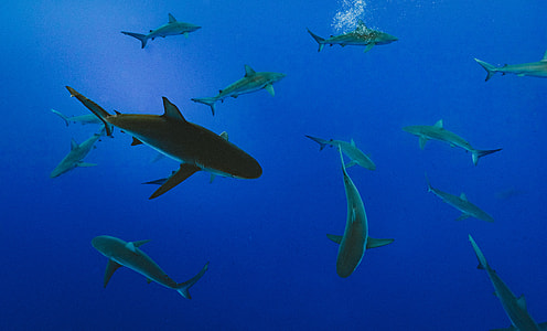 school of shark game application thumbnail