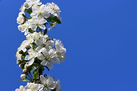 close-up photo of white cherry blossoms thumbnail