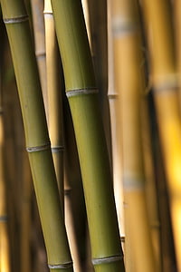 brown and green bamboos thumbnail