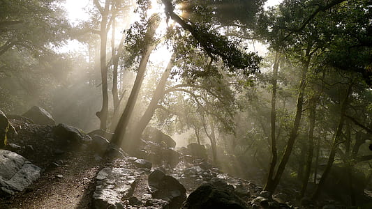 green forest near rocks thumbnail