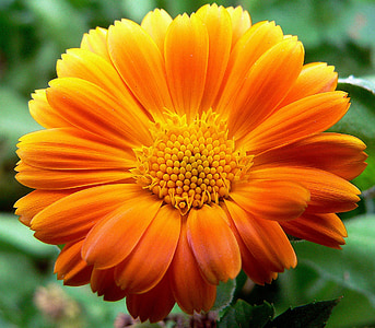 selective focus photo of orange petaled flower thumbnail