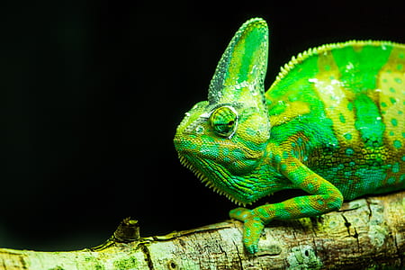 close-up of green chameleon on branch thumbnail