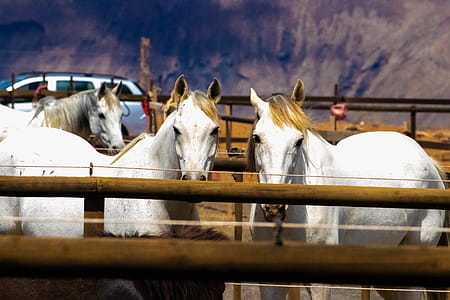 Three White Horses on a Barn thumbnail