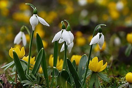 white and yellow petaled flowers thumbnail