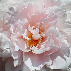 pink carnation thumbnail