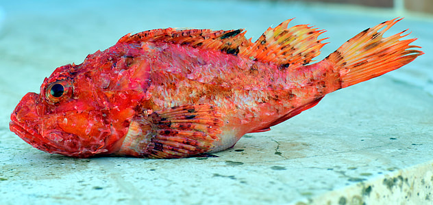 pink and red fish in white surfa ce thumbnail