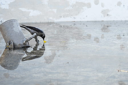 bird perching on pipe thumbnail