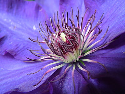 closeup photo of purple and white petaled flower thumbnail