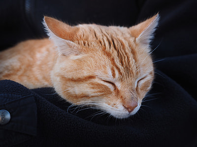 orange tabby cat laying on black textile thumbnail