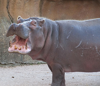 brown hippopotamus thumbnail
