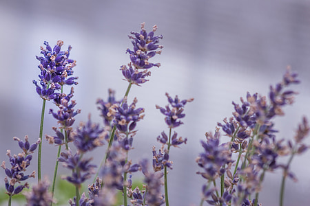 selective focus photo of purple petaled flowers thumbnail