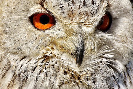 close up photo of beige owl thumbnail