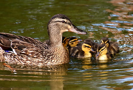 duck on body of water thumbnail