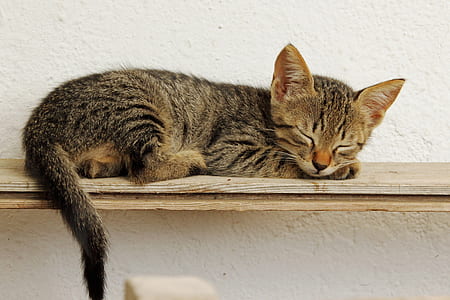 gray tabby kitten sleeping on brown plank thumbnail