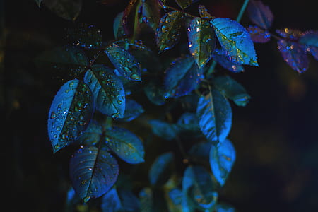 water drops on plant leaves thumbnail