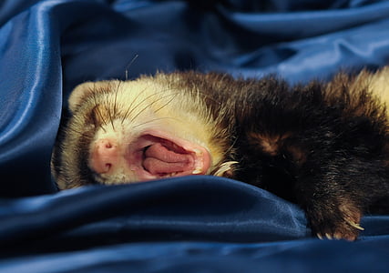 close-up photography of black and white rodent lying on blue textile thumbnail