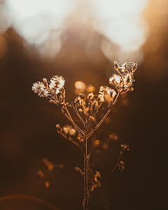 shallow focus photography of white flowers thumbnail