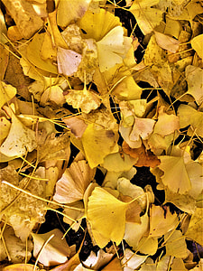 Maidenhair Tree, Gingko Tree thumbnail