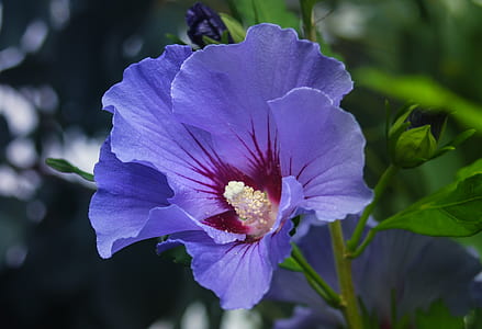 blue flower thumbnail