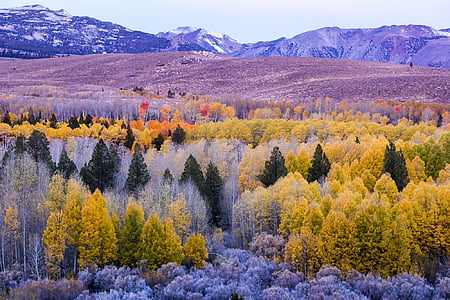 green and yellow trees thumbnail