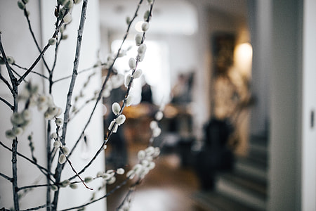 Contemporary interior with catkins thumbnail