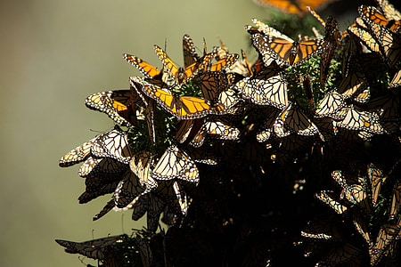 brown and black butterflies thumbnail