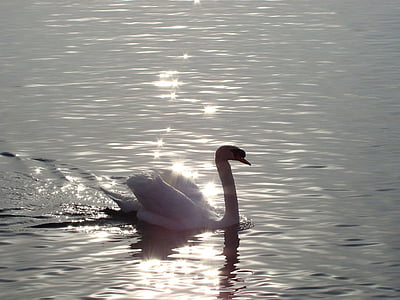 white swan thumbnail