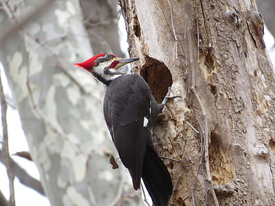 selective focus photography of wood pecker perch on tree thumbnail