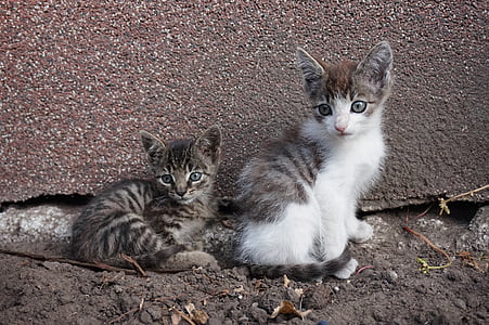 photo of two Tabby kittens thumbnail