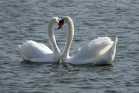 landscape photograph of two white swans on body of water thumbnail