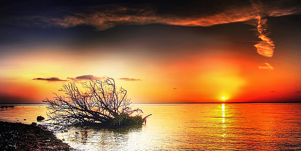 silhouette of tree near body of water thumbnail