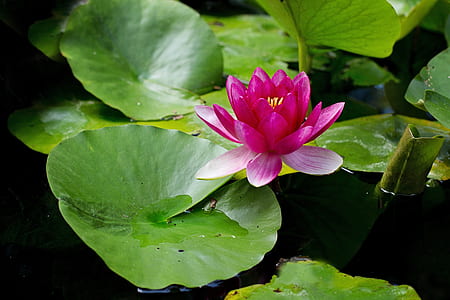 pink waterlily in bloom at daytime thumbnail