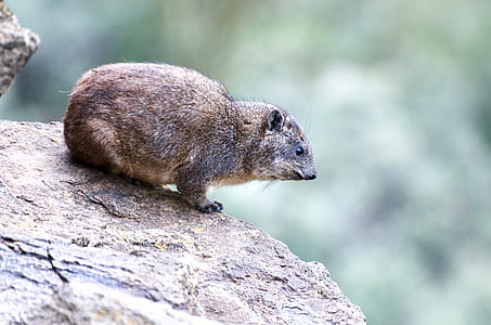 selective focus photography of brown rodent thumbnail