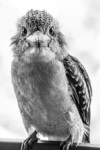 grayscale photography of bird thumbnail