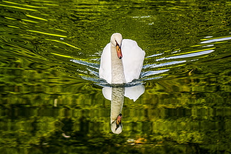 photo of white swan on body of wate thumbnail