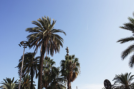 Palm trees in Spain thumbnail