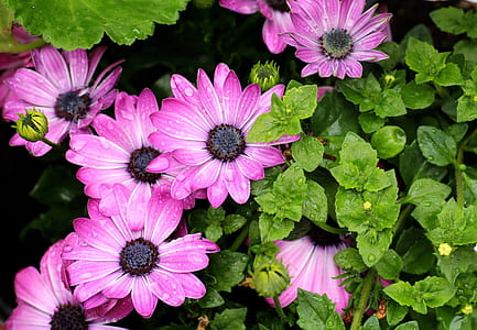 pink petaled flower surrounded by green leaves thumbnail