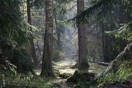 green leafed trees thumbnail