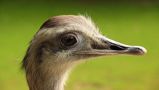 brown bird thumbnail