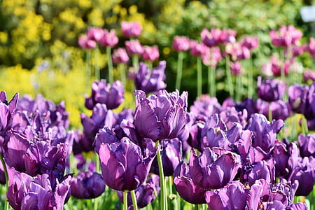 close up photo of purple tulip flower field at daytime thumbnail