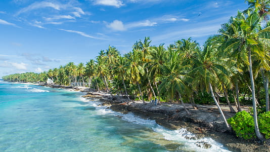 Green Palm Trees on Beach Side thumbnail
