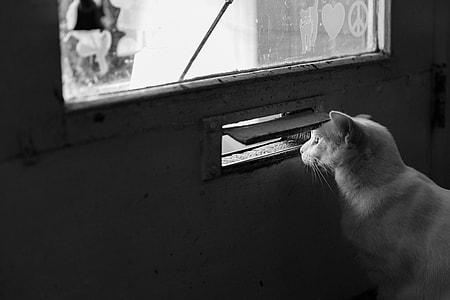 grayscale photo of fur cat near wood-framed glass door thumbnail