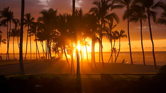 silhouette photo of coconut trees at golden hour thumbnail