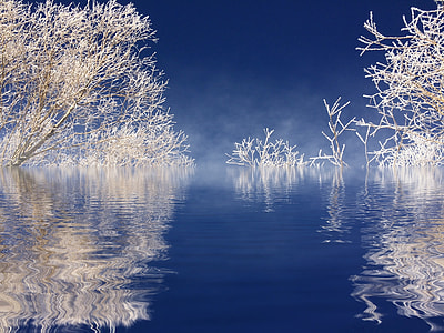 photo of white coral tree on calm body of water thumbnail