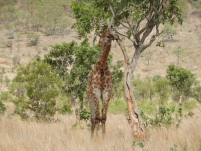 giraffe near tree on brown grass field thumbnail